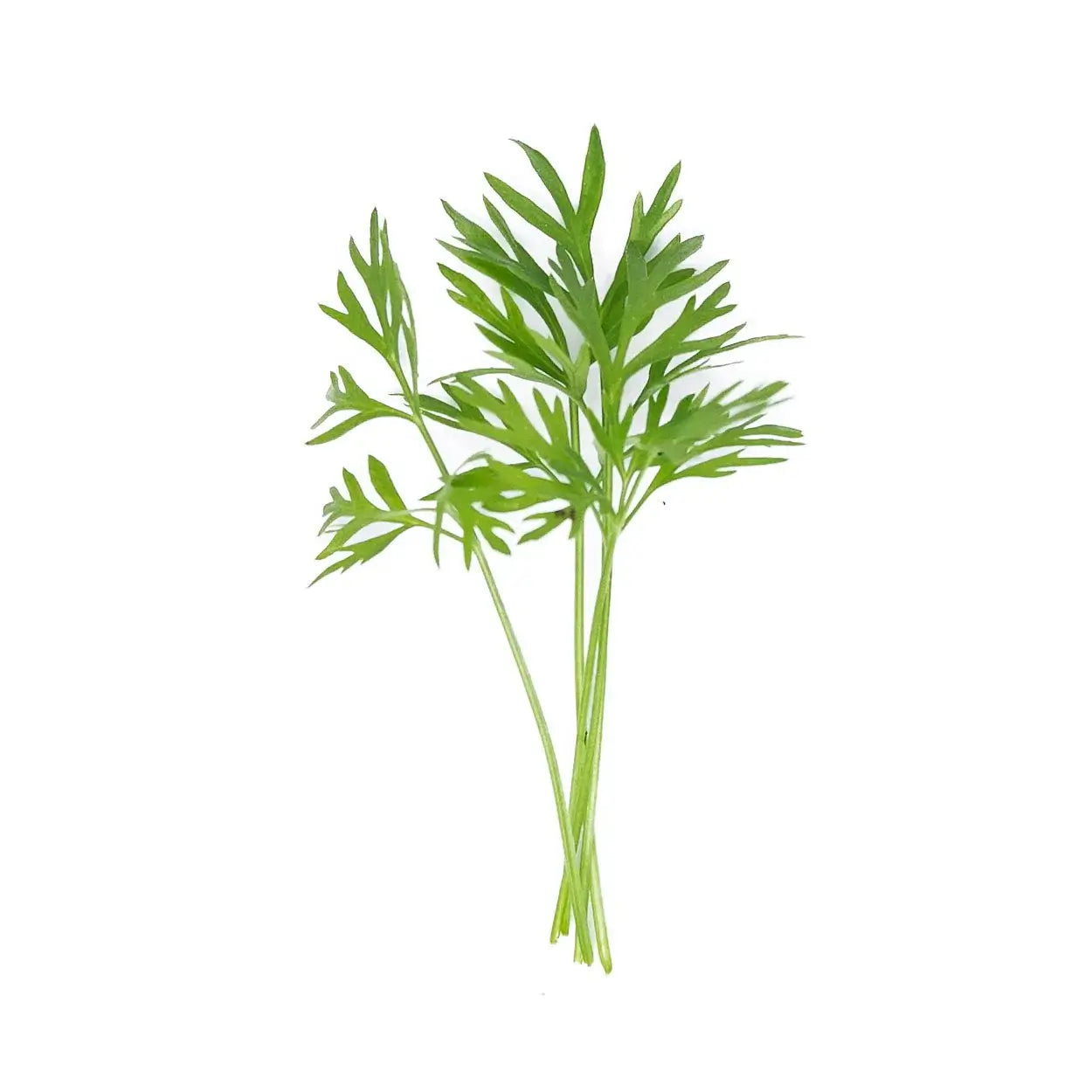 Fresh organic carrot microgreens from Rio Grande Valley, South Texas, in a non-GMO, 8 oz. clamshell container, rich in Vitamin A, B6, and C.