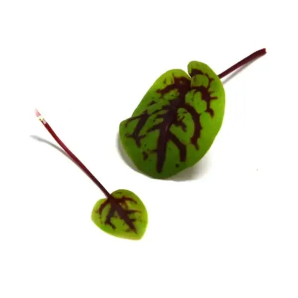 Fresh organic Red Panda Sorrel microgreens from Rio Grande Valley, South Texas. Non-GMO, nutrient-rich with a lemony kiwi flavor.