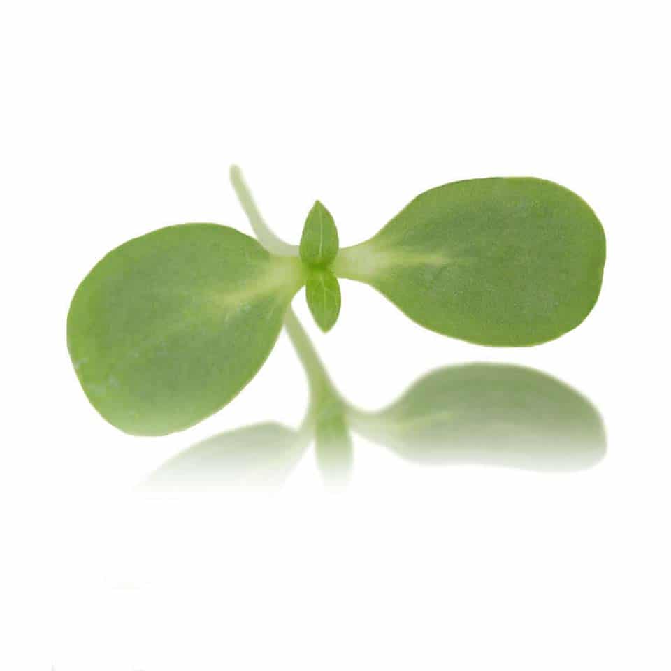 Sunflower Microgreens