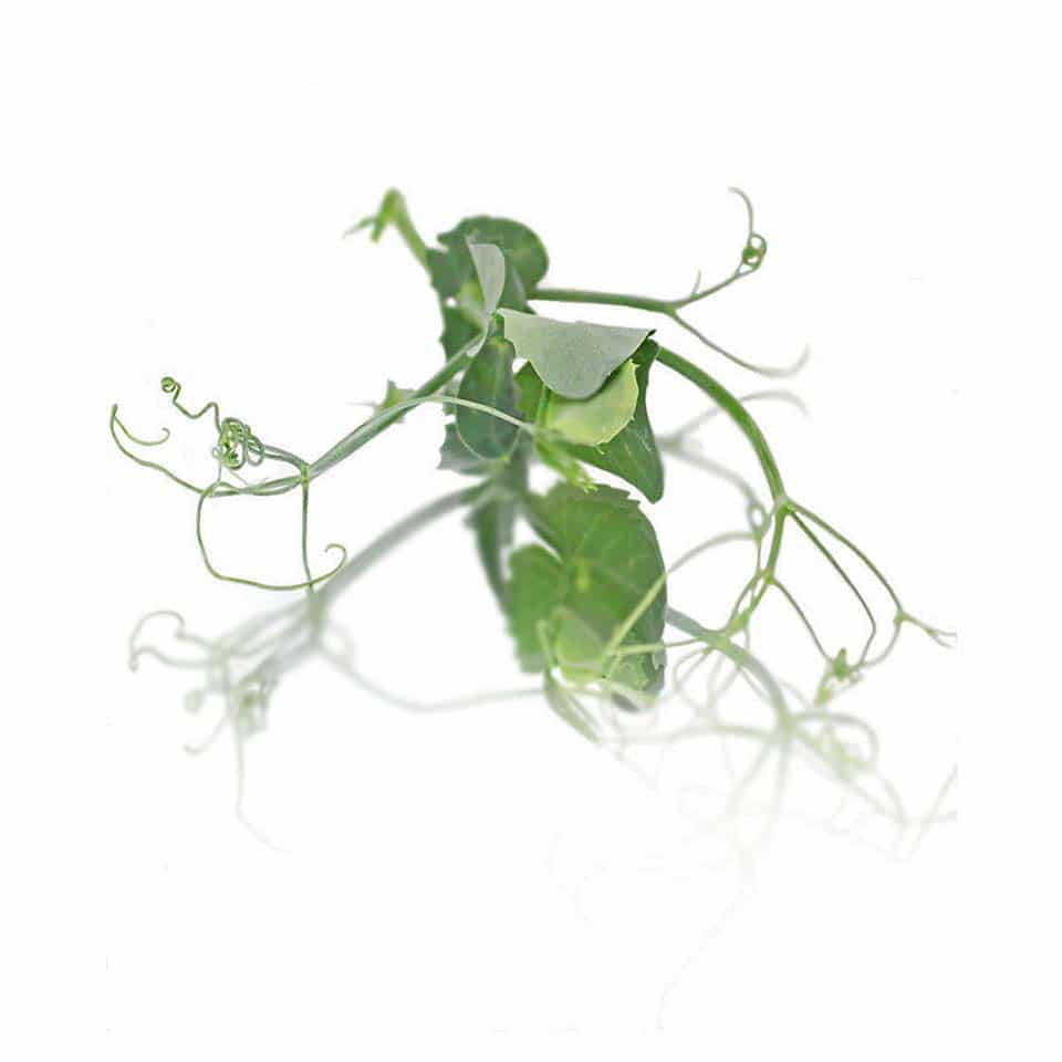 Pea Tendril Microgreens