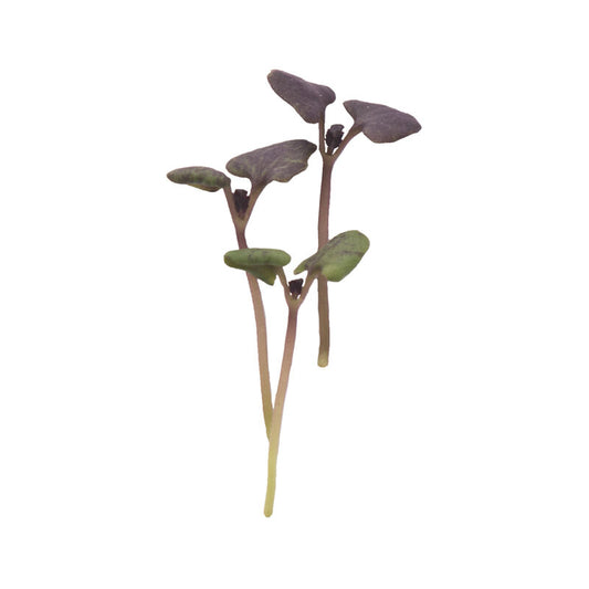Dark Opal Basil Microgreens