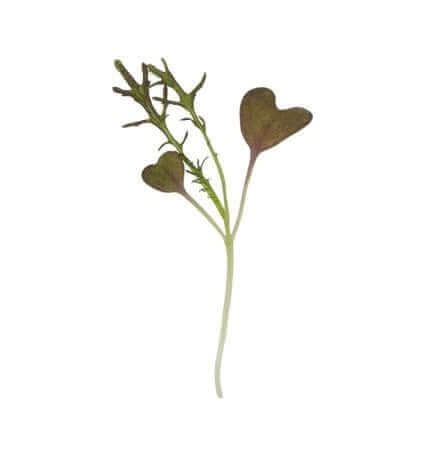 Close-up of fresh organic red lace mustard microgreens from South Texas' Rio Grande Valley