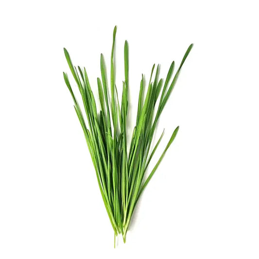 Fresh organic wheatgrass microgreens from Rio Grande Valley, South Texas, non-GMO, locally grown in a non-BPA container