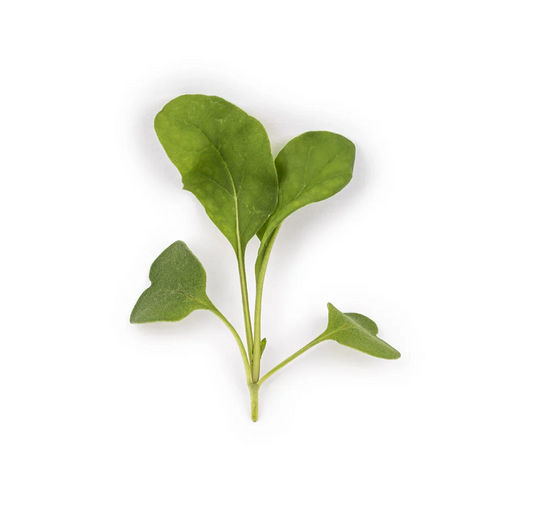 Arugula Microgreens