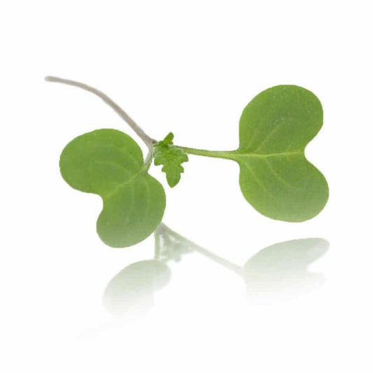 Waltham 29 Broccoli Microgreens