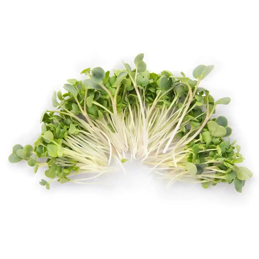 Organic microgreen salad mix with broccoli, kale, kohlrabi, arugula, and cabbage, fresh from the Rio Grande Valley, South Texas.