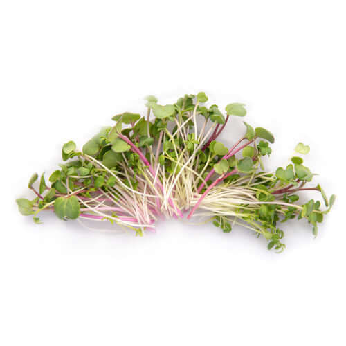 Fresh organic spicy microgreen salad mix from Texas in an 8 oz non-BPA container - Broccoli, Kale, Kohlrabi, Arugula, Cabbage, Radish.