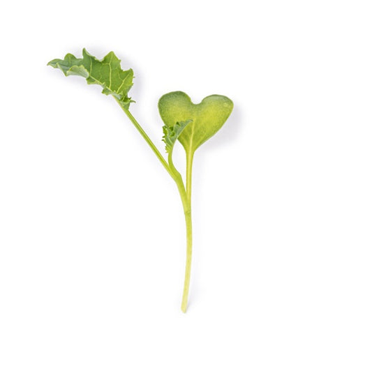 Kale Microgreens