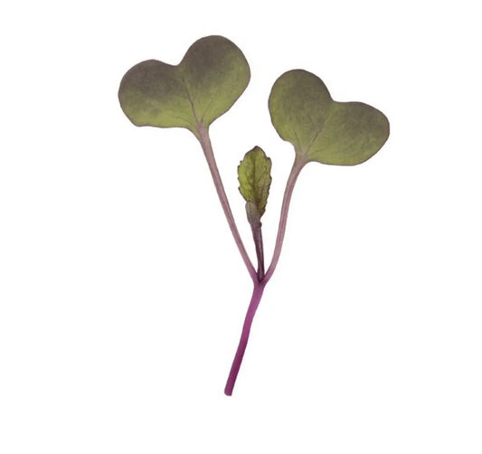 Single Rambo Radish Microgreen with green leaves and purple stem highlighting its fresh and organic quality